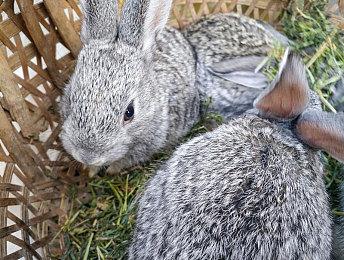 《英雄联盟》全球总决赛版本更新 毒菇梦魇皮肤加入